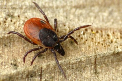 Ixodes ricinus