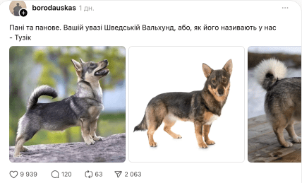 Как выглядит шведский вальхунд