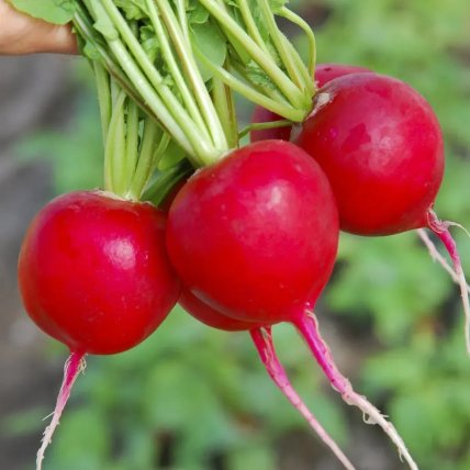 Редис Селеста