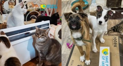 Фото животных в украинском приюте