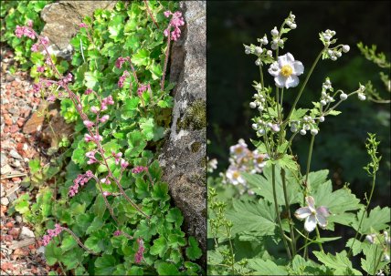 Гейхера и японские анемоны