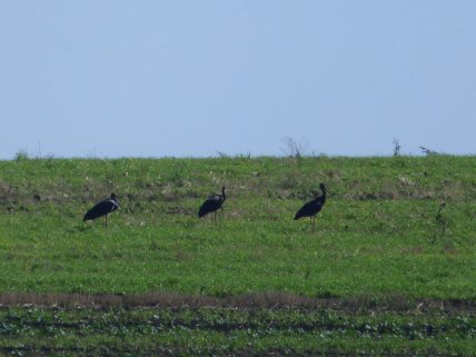 Аисты черные – миграция