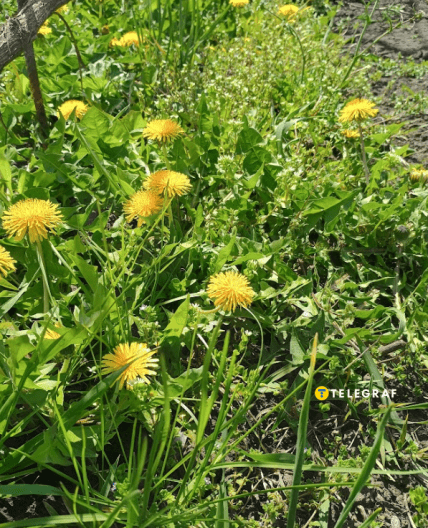 Пырей, одуванчик и мокрица