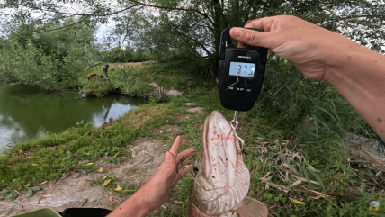 Вес трофейной рыбы