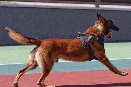 Фото службова поліцейська собака