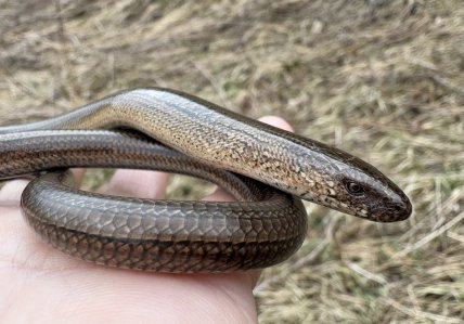 Веретельница восточная