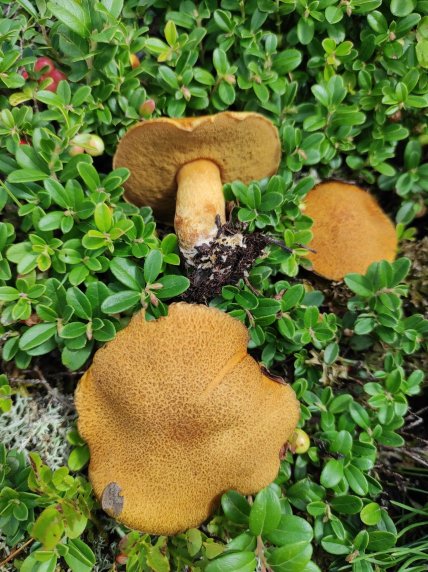 Маслёнок жёлто-бурый