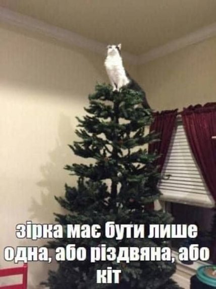 кот на елку залез