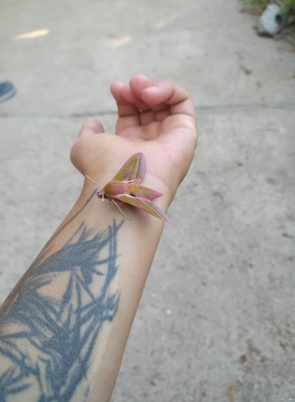 Бражник винный в Одессе