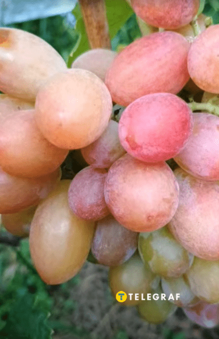 Виноград Абажур