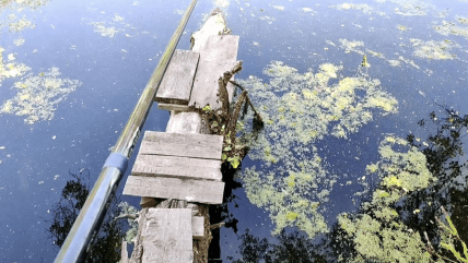 Поверхность озера Гнилуша грязная