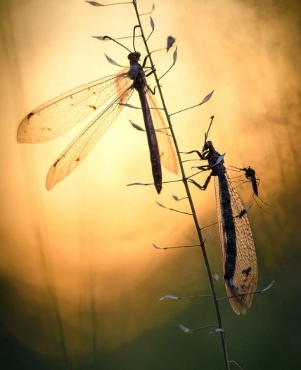 Сергей Мирошник, лицензия CC BY-SA 4.0