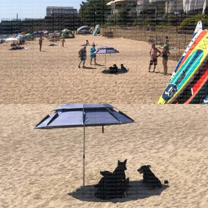 Собаки на пляже в Одессе