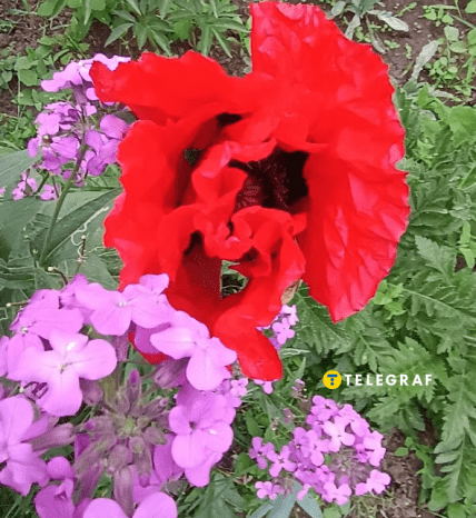 Декоративний мак та нічна фіалка