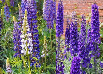 Люпины и дельфиниумы