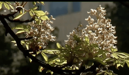 Цветение каштана в октябре в Киеве