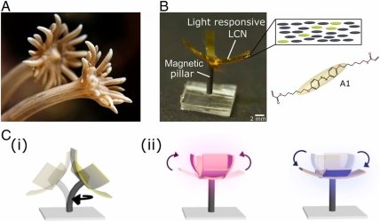 Design of artificial aquatic polyp