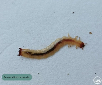 Личинка Бороса Шнайдера – редкого жука в Украине.