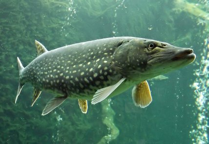 Щука в воде