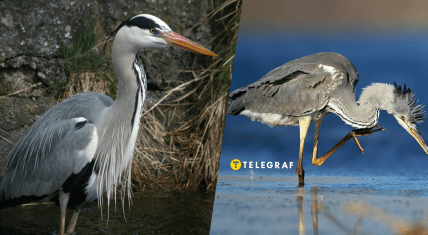 Редкая птица серая цапля