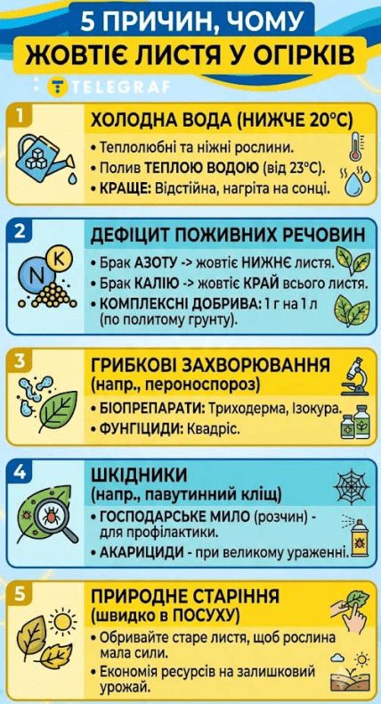 Почему желтеют огурцы и что делать