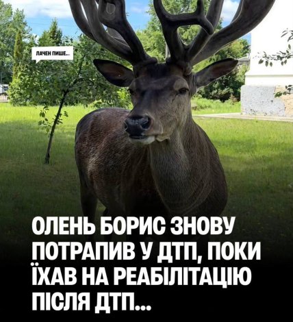 Мем про оленя Бориса