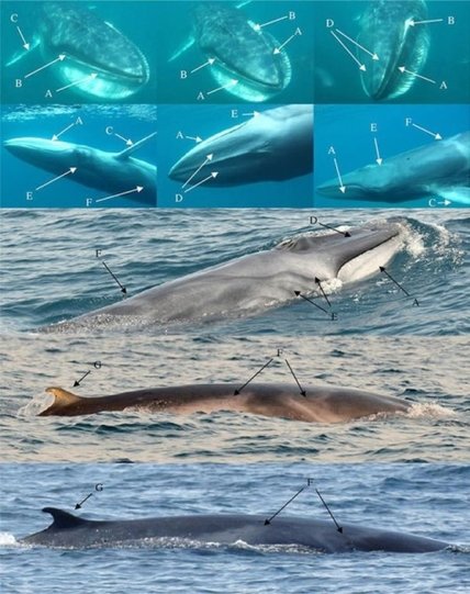 Редкие киты впервые позволили себя сфотографировать