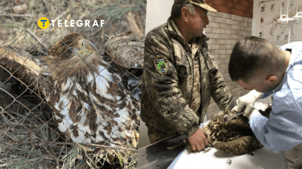 В Україні живе рідкісний птах орлан-білохвіст