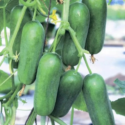 Огурцы Фонтина