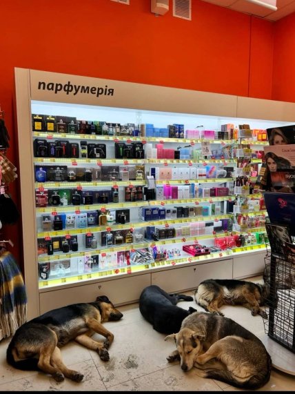 Магазин Ева в Костополе впускает собак