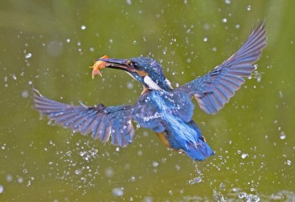 Зимородок голубой со своей добычей
