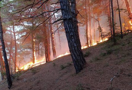 Пожежа біля палацу Путіна