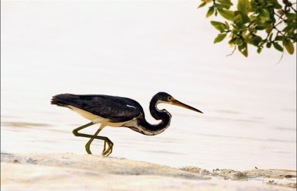 Птицы на острове