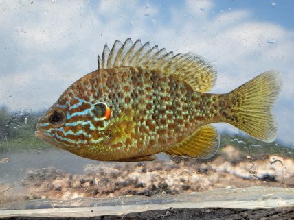 Американский солнечный окунь (Lepomis gibbosus)
