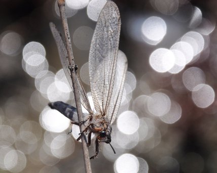 Який вигляд має гігантський мурашиний лев