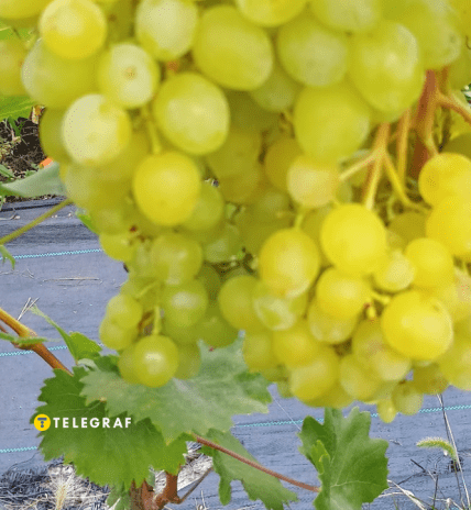 Виноград без кісточок Соломія