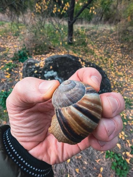 Как выглядит виноградная улитка