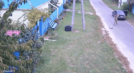 мобилизация кота