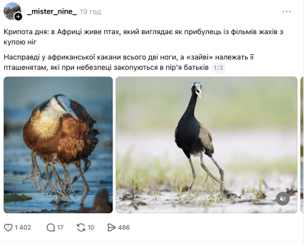 Пост про дивного птаха