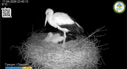 Грицик та Одарка