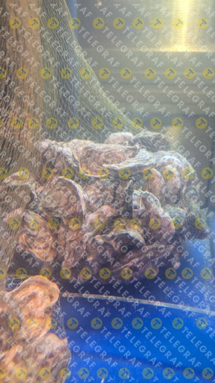 Устриці в Сільпо