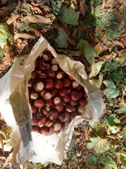 Що виготовляють із каштанів