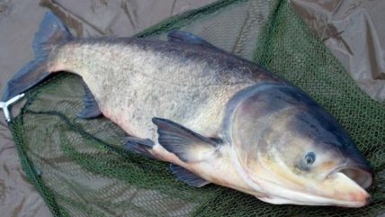 Толстолобик