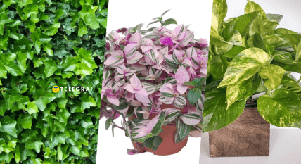 Комнатные растения