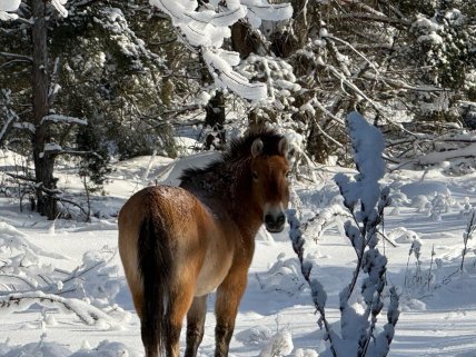 Кінь Пржевальського