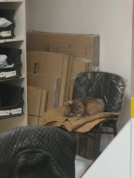 Кіт спить у відділенні Укрпошти