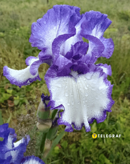 Іріс Чарльстон