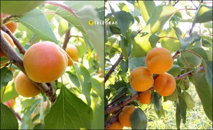 Абрикос Киото как плодоносит