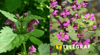 В заповеднике "Медоборы" в Тернопольской области зацвели цветы