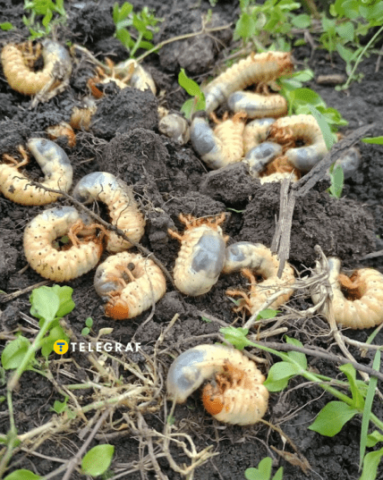 Хрущи белые личинки майского жука как выглядят и как бороться